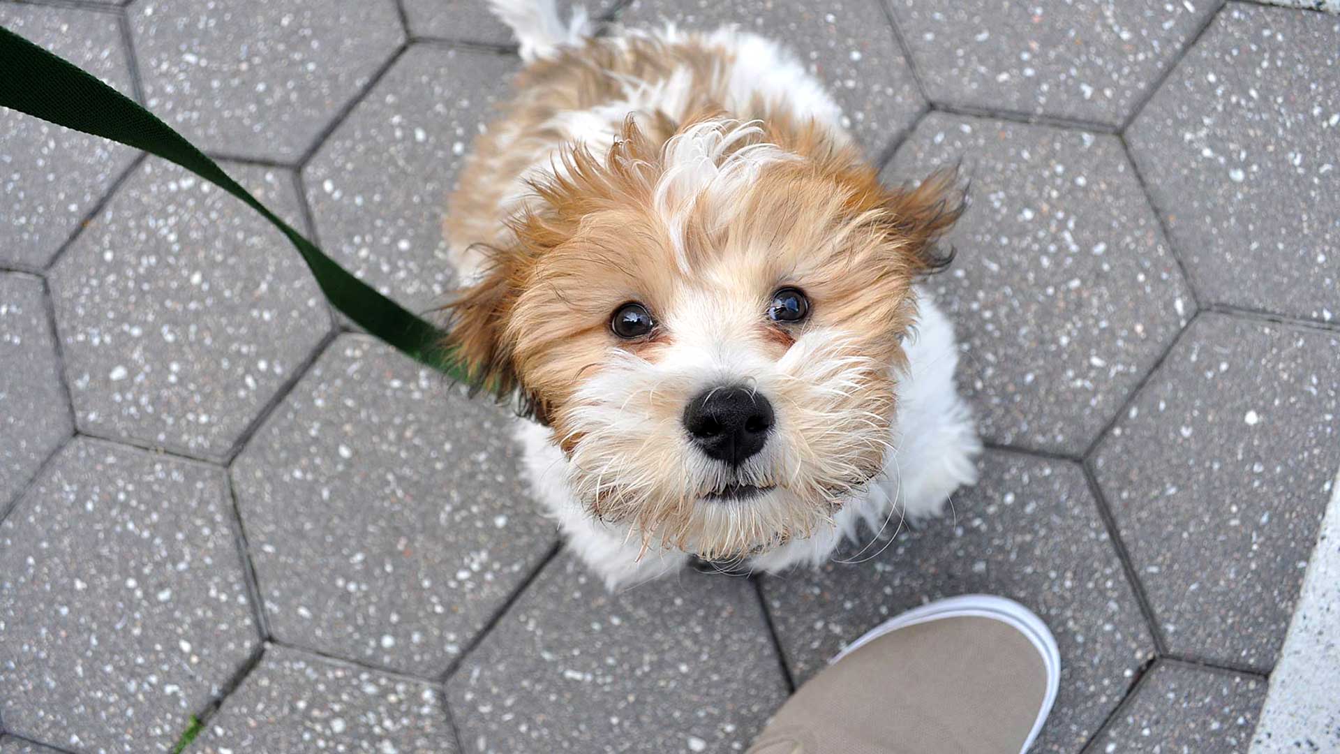Upper West Side dog walking services